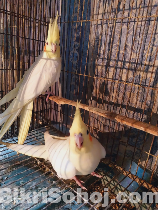 Cockatiel Pakhi